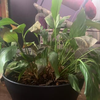 Peace Lily plant in Sarnia, Ontario