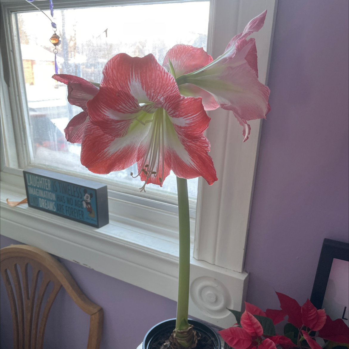 Striped-Tubed Amaryllis with vibrant red and white flowers in a pot by a window.