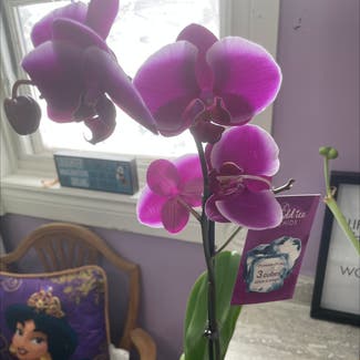 Phalaenopsis Orchid plant in Sarnia, Ontario