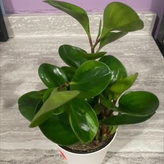 Baby Rubber Plant plant in Sarnia, Ontario