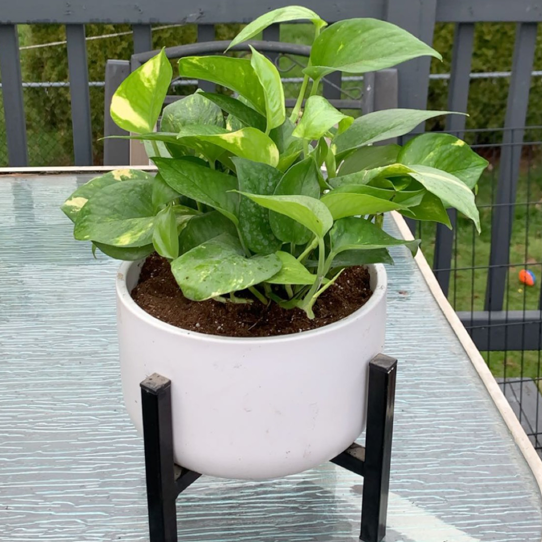 Taro Vine plant photo by Madison named Princess Diana on Greg, the plant care app.