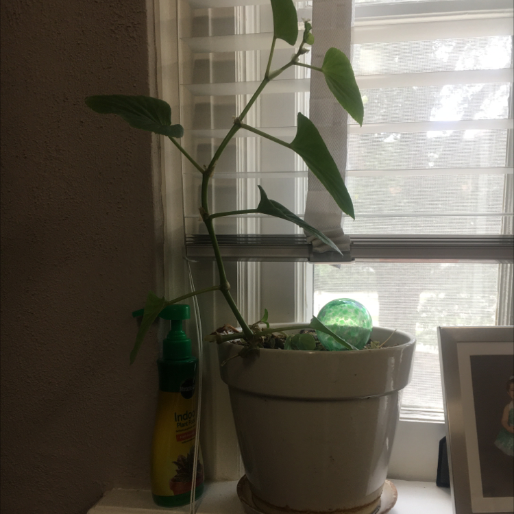 Photo of the plant species Hardy Begonia by Laura named Eva on Greg, the plant care app