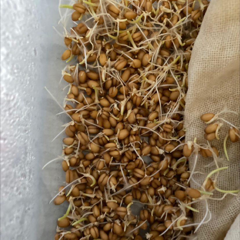 Close-up of sprouting wheatgrass seeds, healthy with no visible discoloration.