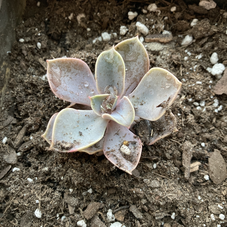 Echeveria 'Perle von Nurnberg' succulent with some leaf discoloration and visible soil.