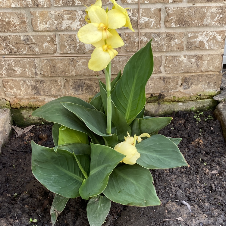 A vibrant yellow Canna Lily plant with lush green leaves, blooming against a brick wall.
