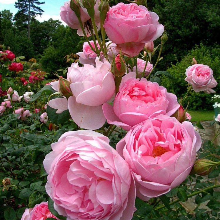 Blooming pink Chinese Peony flowers with lush green foliage.