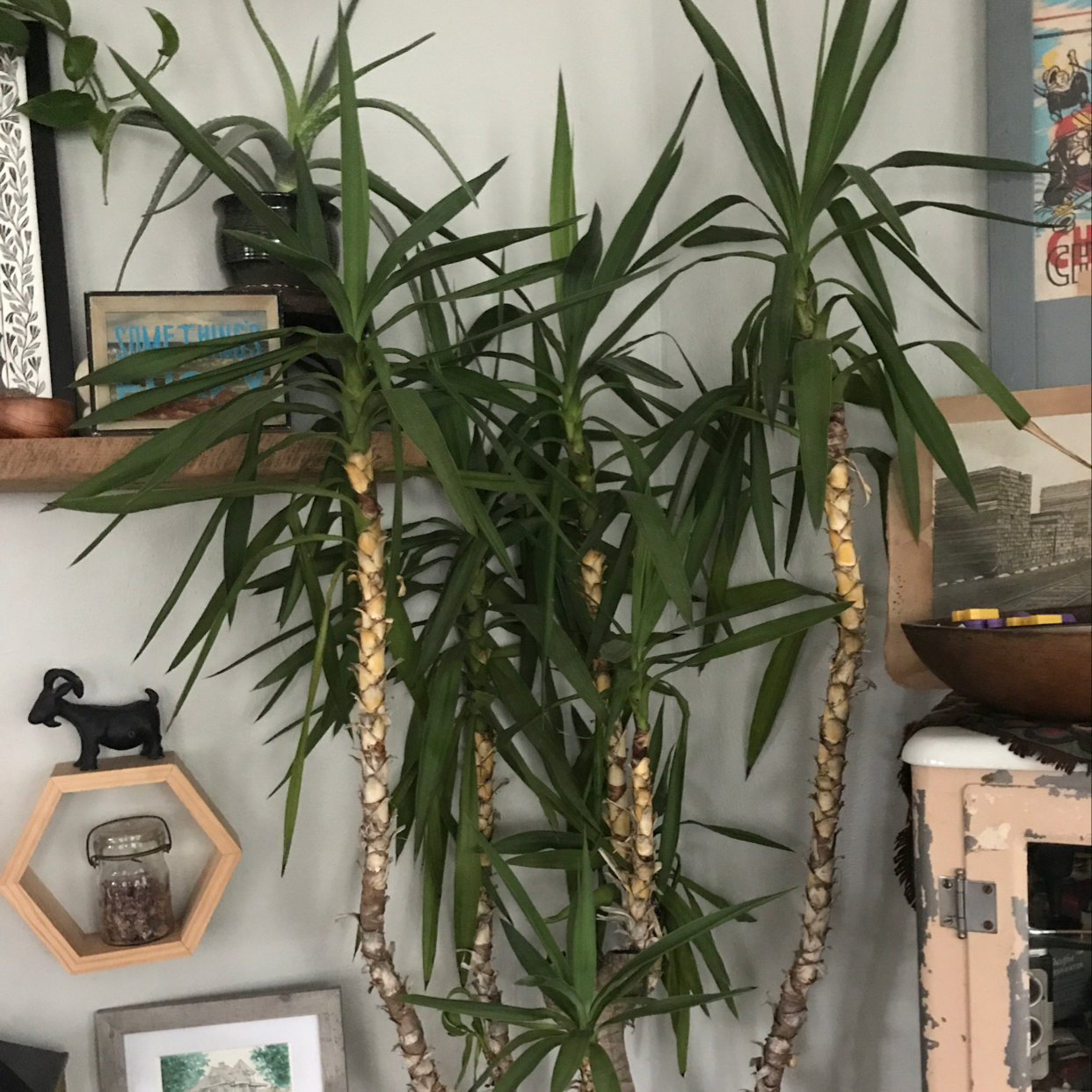 Bluestem Yucca Is Toxic To Humans