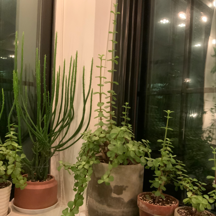 Elephant Bush plant photo by Elan named Greeny on Greg, the plant care app.