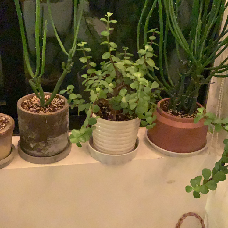 Elephant Bush plant photo by Elan named Elephantine on Greg, the plant care app.