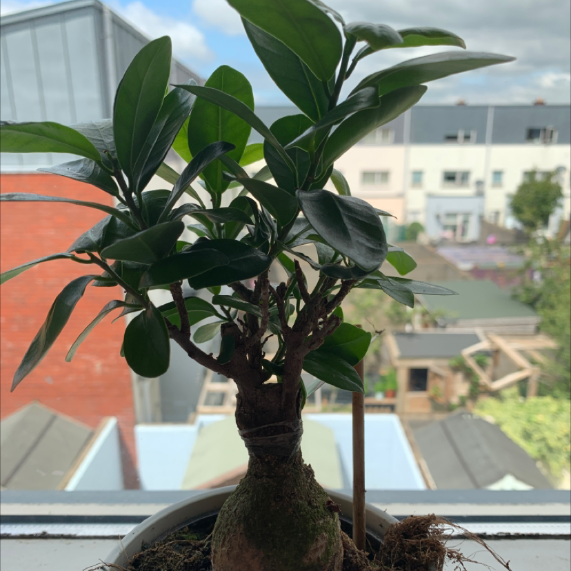 Ficus Ginseng plant photo by @Adorz named Andy on Greg, the plant care app.
