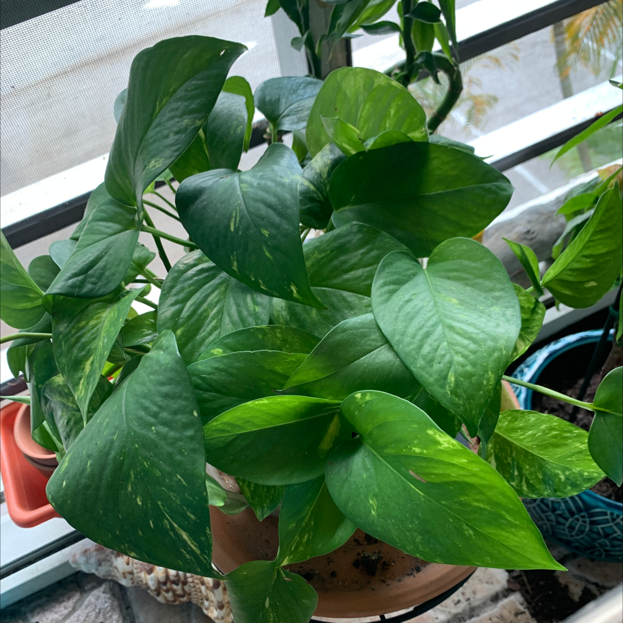 Taro Vine plant photo by @CeyMoon named Karen on Greg, the plant care app.