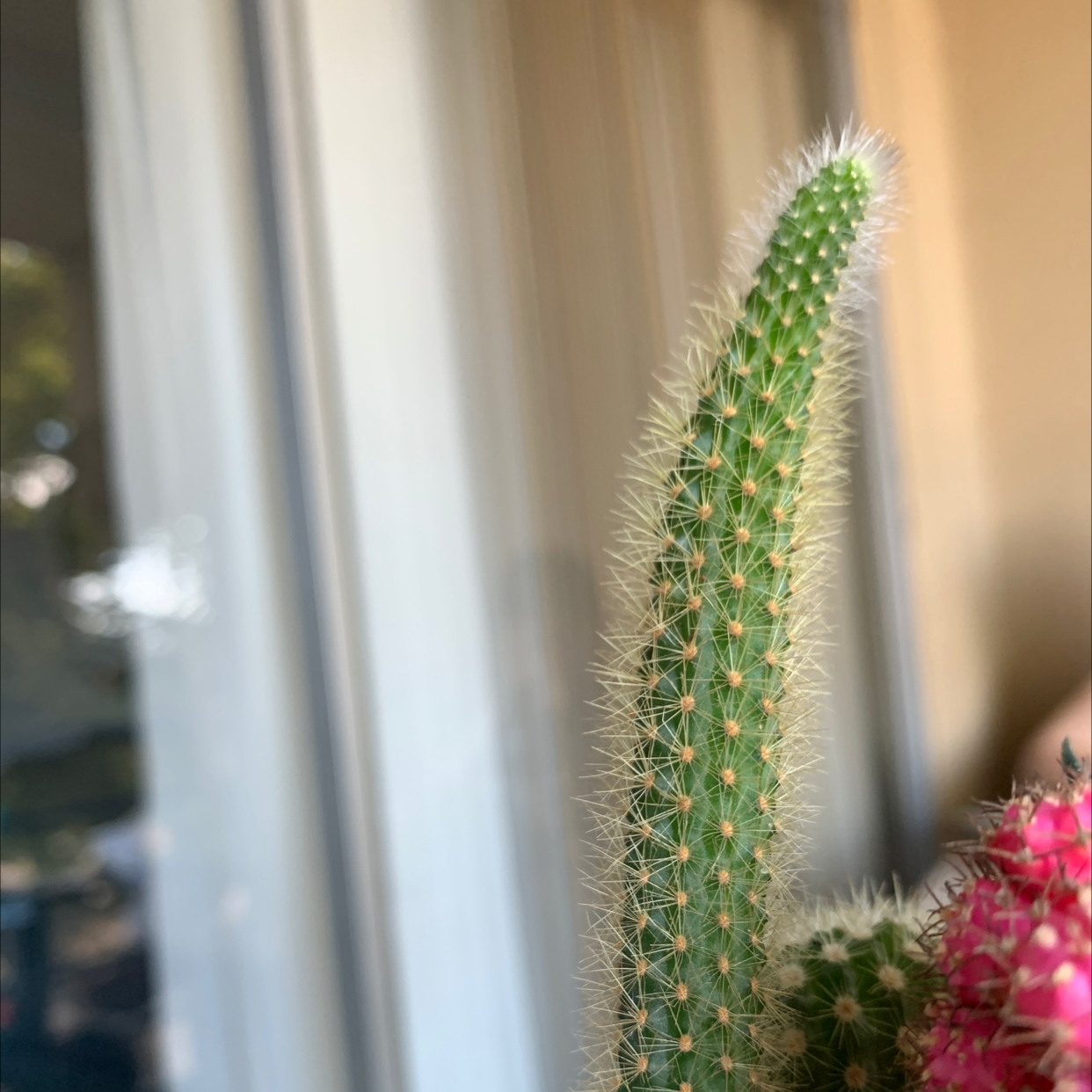 Close-up of a healthy Mexican Night-Bloom Cereus cactus with a tall, green stem covered in spines.