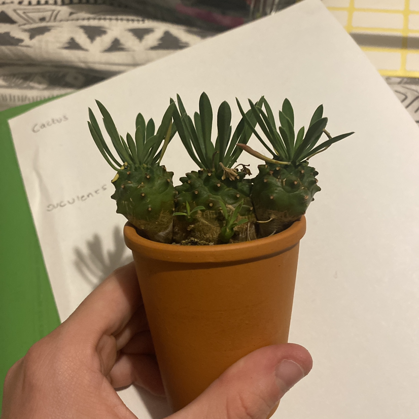 Photo of the plant species Pineapple Succulent by Harriett named Jap on Greg, the plant care app