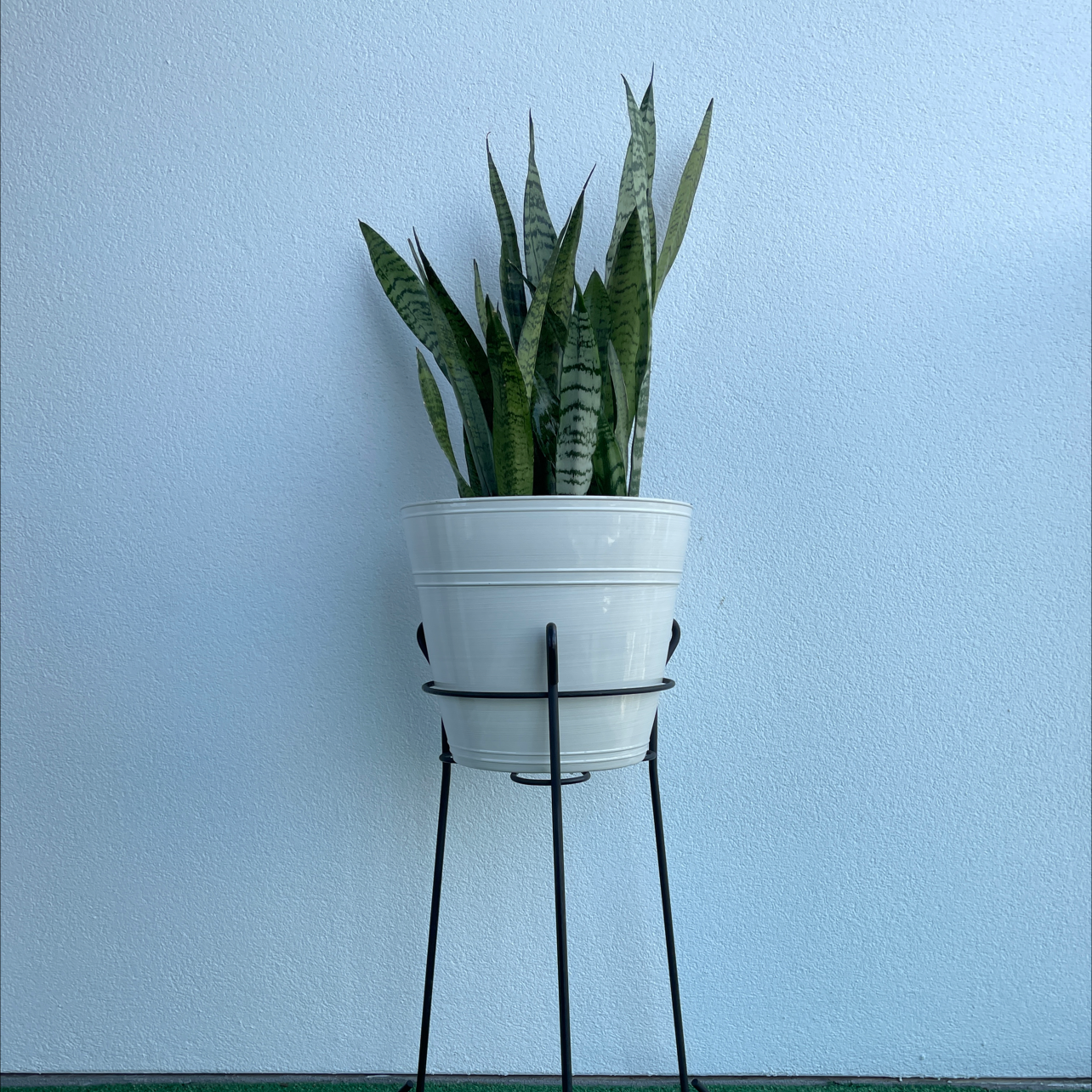 Snake Plant plant photo by @Dawnmarie named Charmin on Greg, the plant care app.