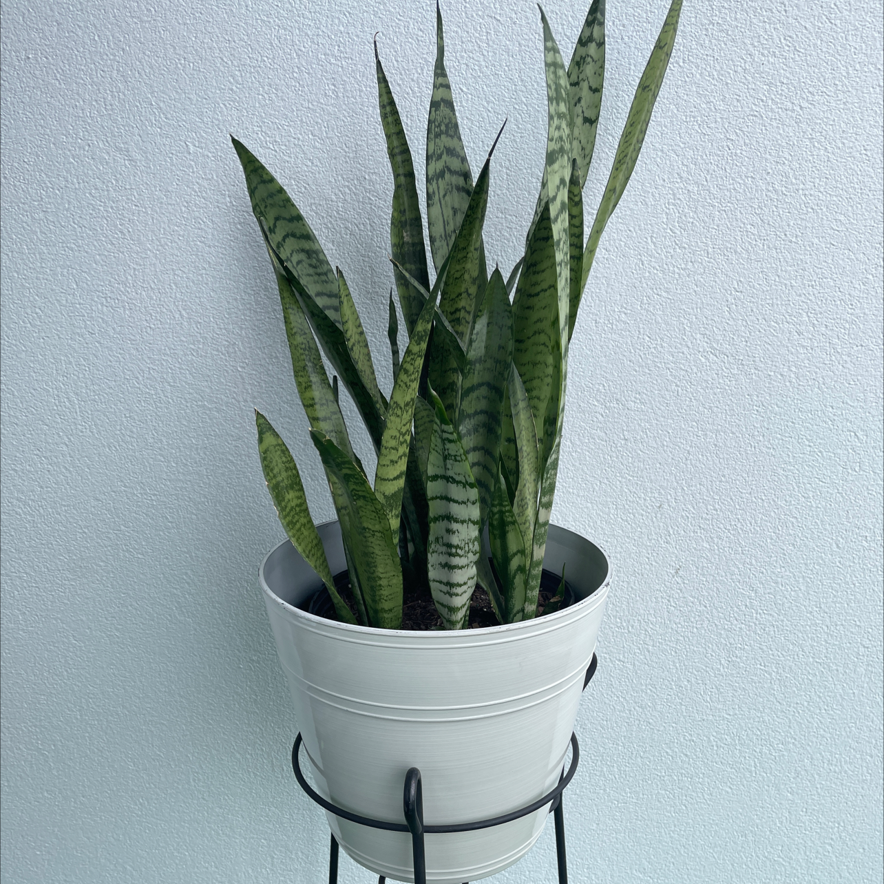 Snake Plant plant photo by @Dawnmarie named Snakey snake on Greg, the plant care app.