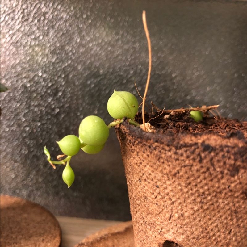 String of Pearls plant in a small pot with healthy green leaves.
