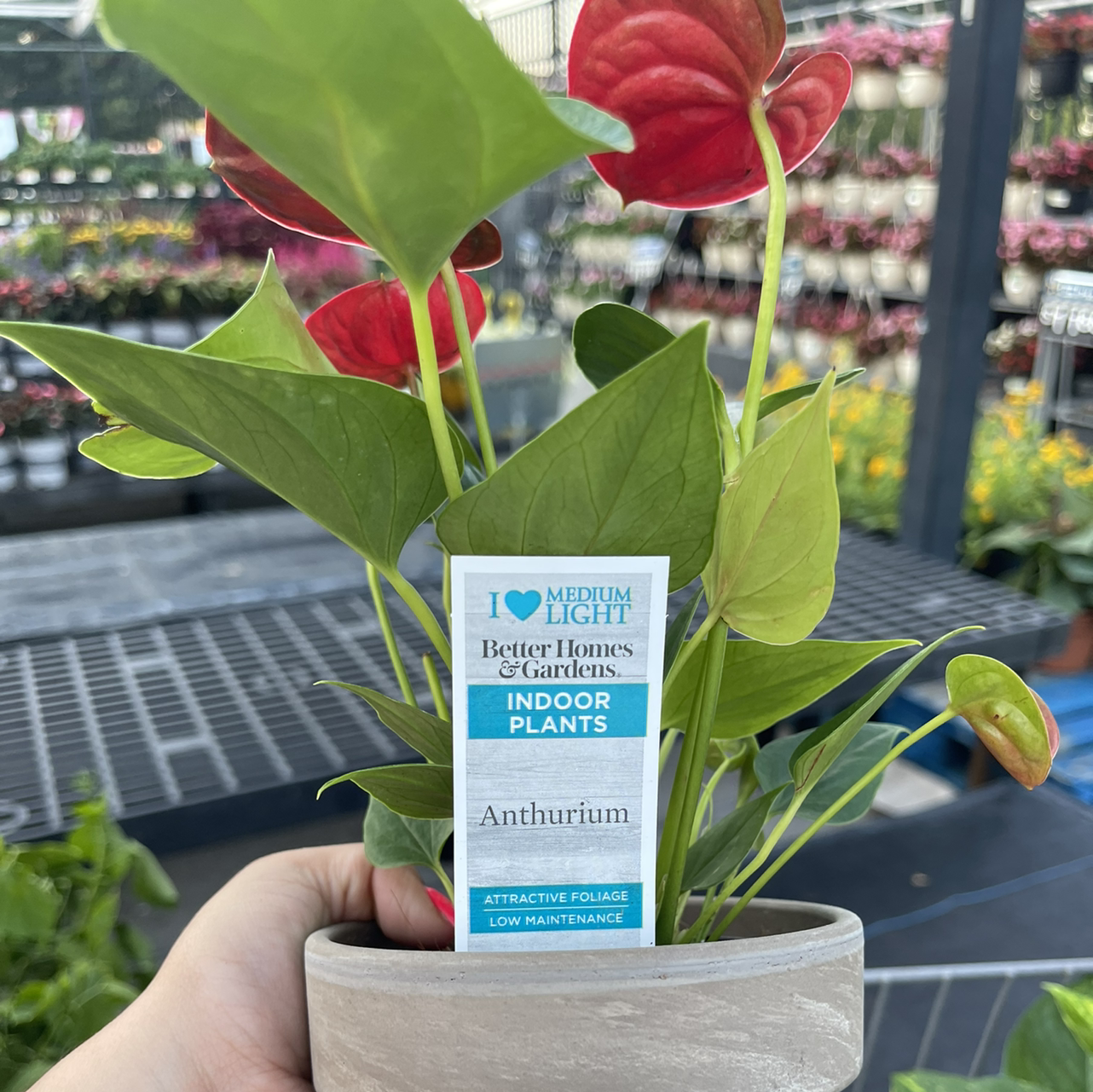 Painter's Palette plant photo by @Beckasparkle named Your plant on Greg, the plant care app.