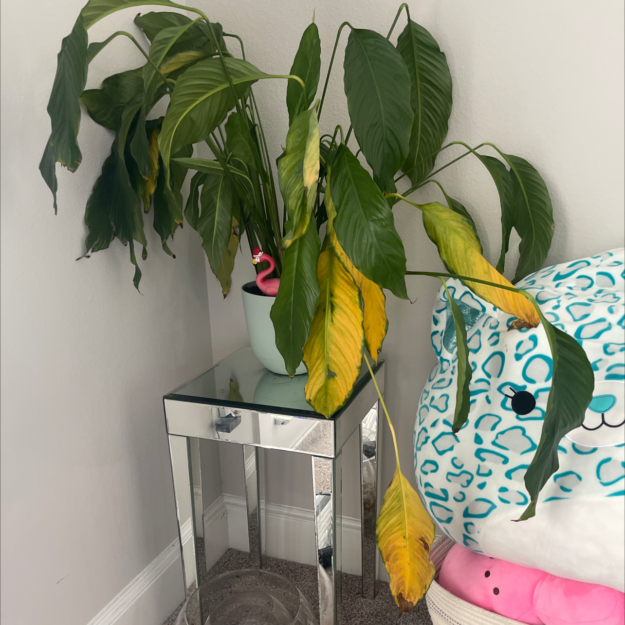 Peace Lily plant photo by @Beckasparkle named Lola on Greg, the plant care app.