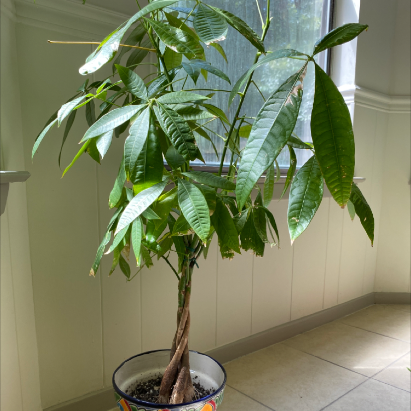 Money Tree plant photo by @Carob named Rupert on Greg, the plant care app.