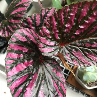 Exotica Begonia plant in New York, New York