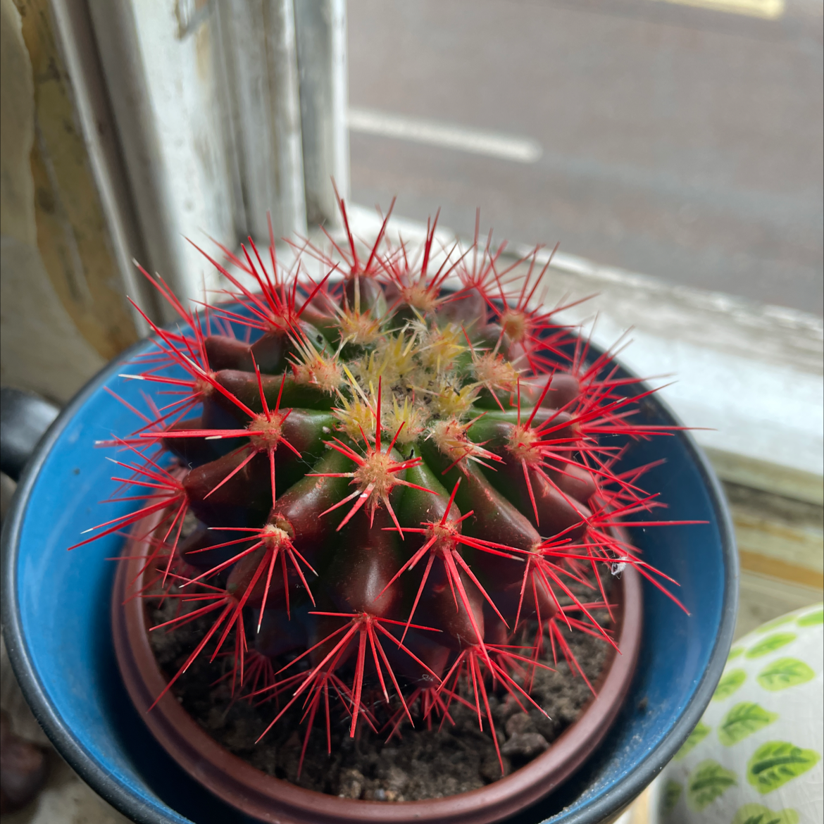 Fire Barrel Cactus in a pot near a window with vibrant red spines.