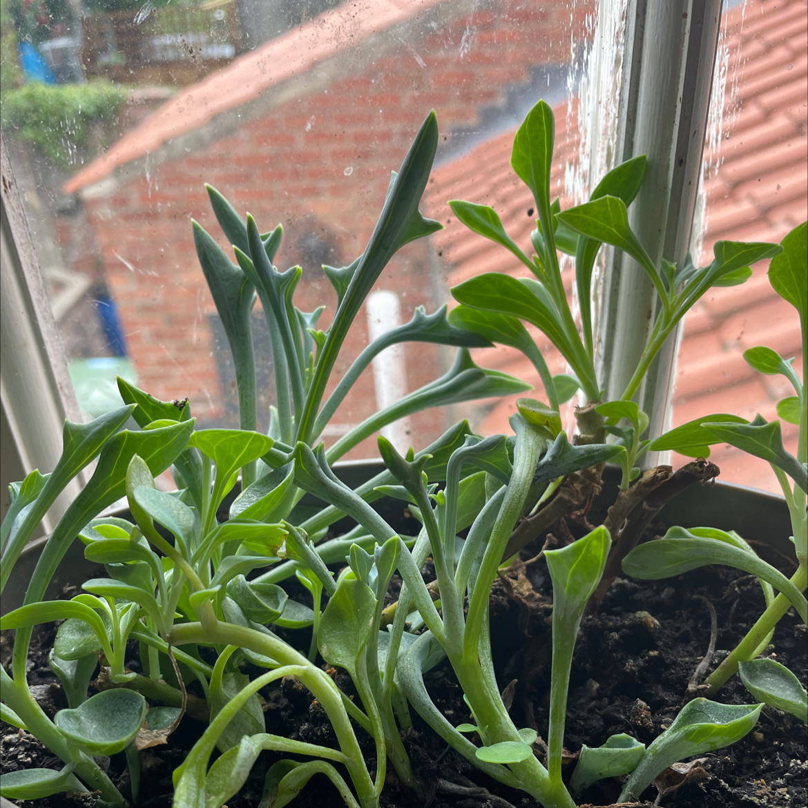Candle Plant near a window with healthy green leaves and visible soil.