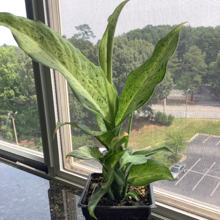 Dieffenbachia 'Camouflage' plant on a windowsill with vibrant green leaves.