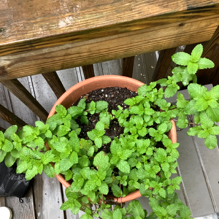 Photo of the plant species Spearmint by @Aimeeoasis named Minty on Greg, the plant care app