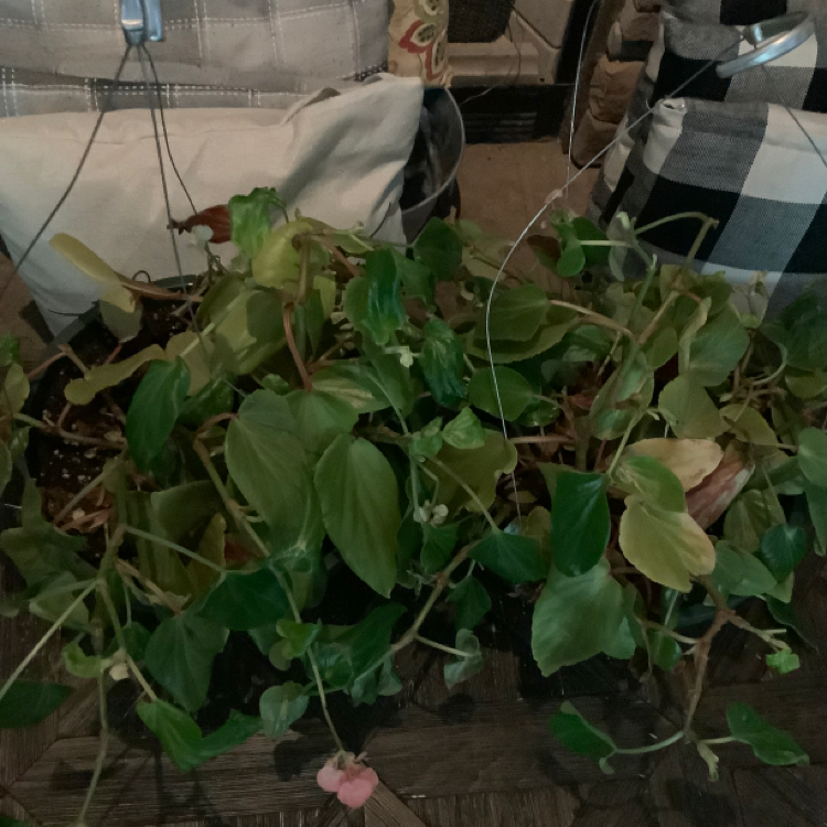 Photo of the plant species Clubed Begonia by @Aimeeoasis named Sonora on Greg, the plant care app
