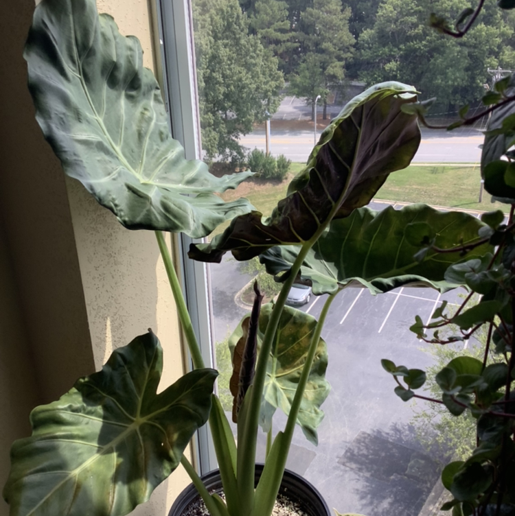 Photo of the plant species Elephant Ear 'Mayan Mask' by @Aimeeoasis named Curie on Greg, the plant care app