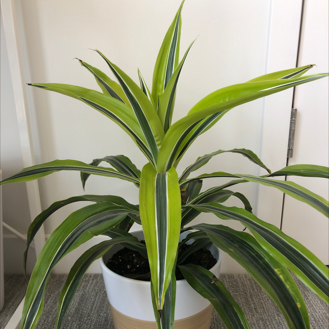 Song of India plant photo by Linnea named Gomez on Greg, the plant care app.