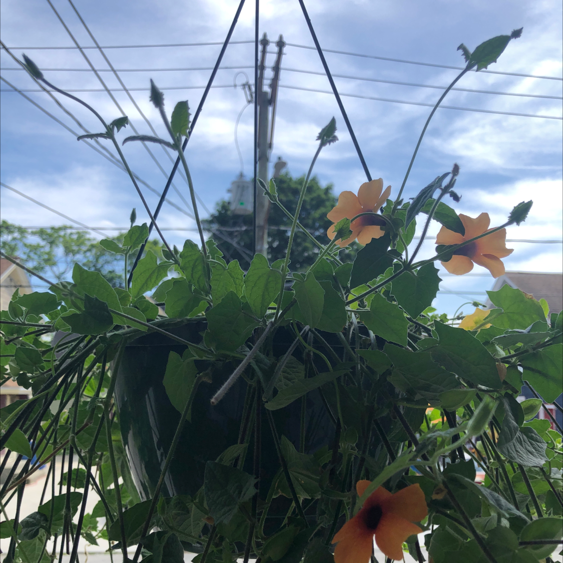 Hanging pot with a healthy Blackeyed Susan Vine, featuring green leaves and orange flowers.