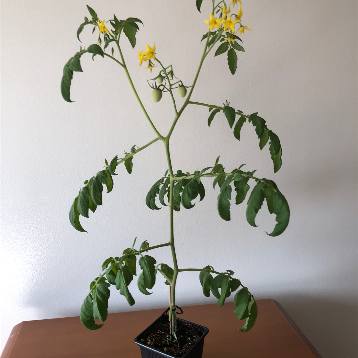 Photo of the plant species Tomato Plant by @Jorge1 named Capybara on Greg, the plant care app