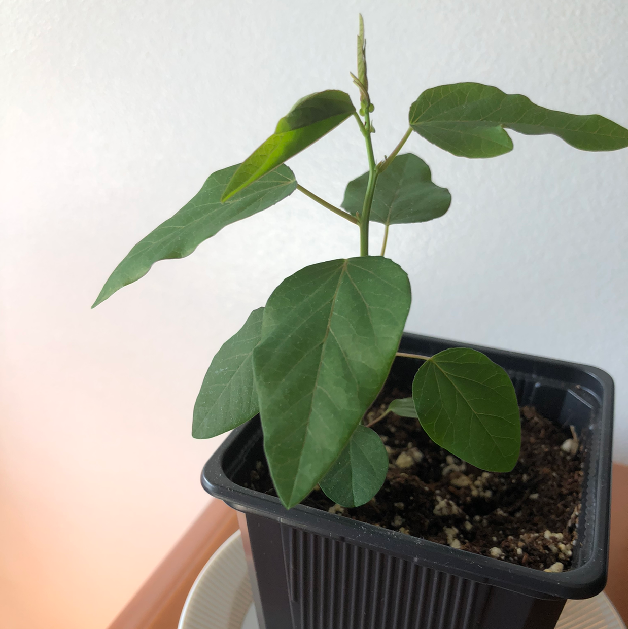 Bluecrown Passionflower plant photo by @Jorge1 named My bestie on Greg, the plant care app.