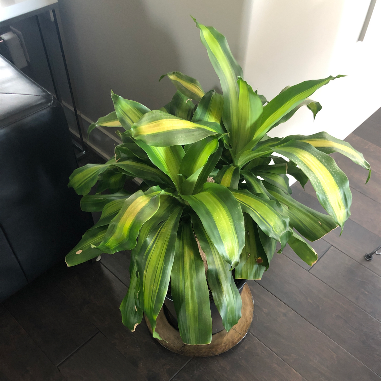 Cornstalk Dracaena plant photo by Karin named Drake on Greg, the plant care app.