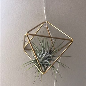 Blushing Bride Air Plant plant photo by Donna named Aire on Greg, the plant care app.