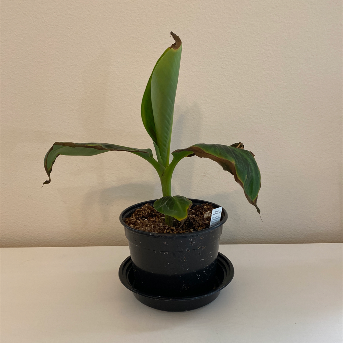 Potted Dwarf Banana plant with browning leaf edges against a plain background.