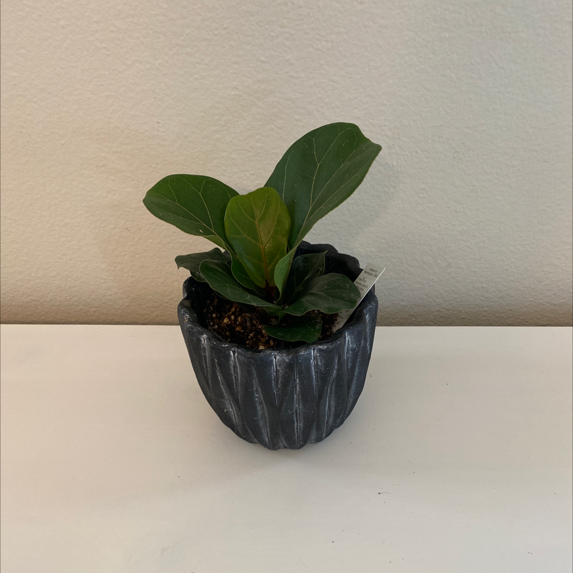 Dwarf Fiddle Leaf Fig plant in a dark pot with broad green leaves.