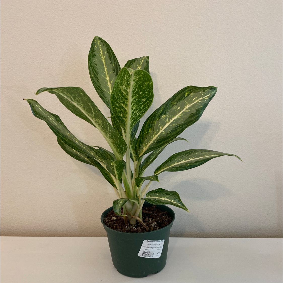 Plant care for Aglaonema commutatum 'Red Vein' on Greg, the plant care app