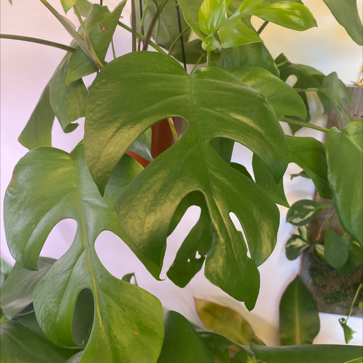 Mini Monstera plant with healthy green leaves, characteristic splits and holes.