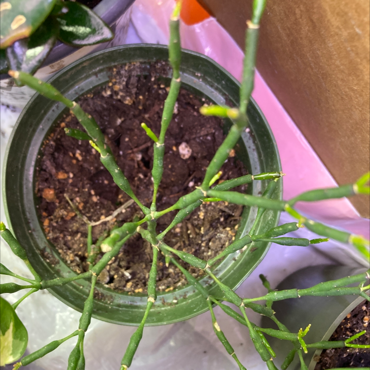 Dancing Bones plant photo by @Shelbigal named Plont on Greg, the plant care app.