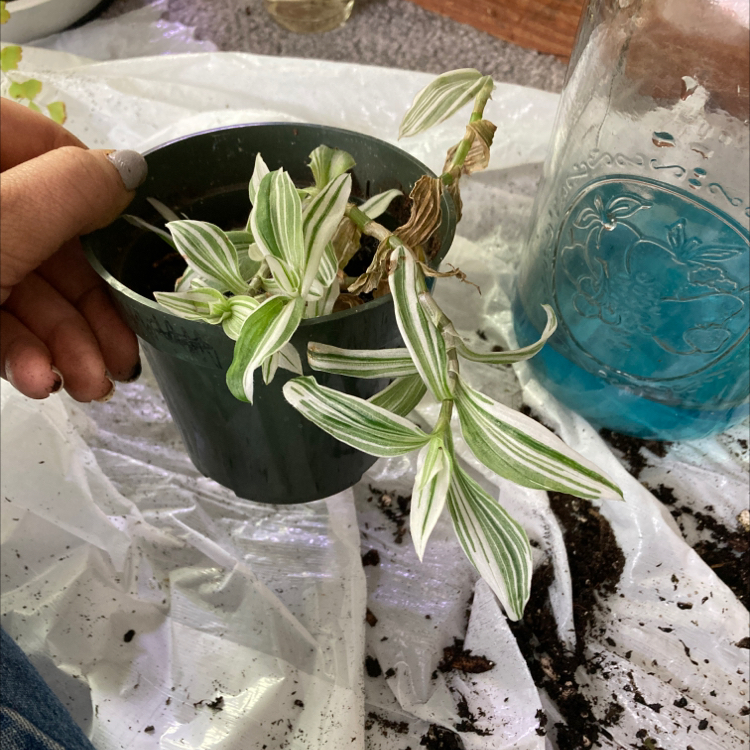 Potted Little White Soldiers plant with variegated leaves, some browning, held by a hand.