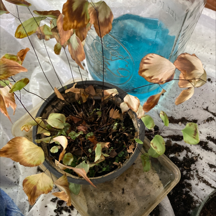 Potted Maidenhair Fern with significant leaf browning and yellowing, indicating health issues.