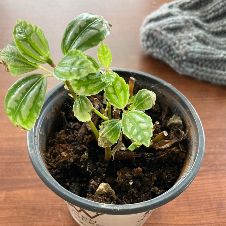 Plant care for Scrub Wilga on Greg, the plant care app