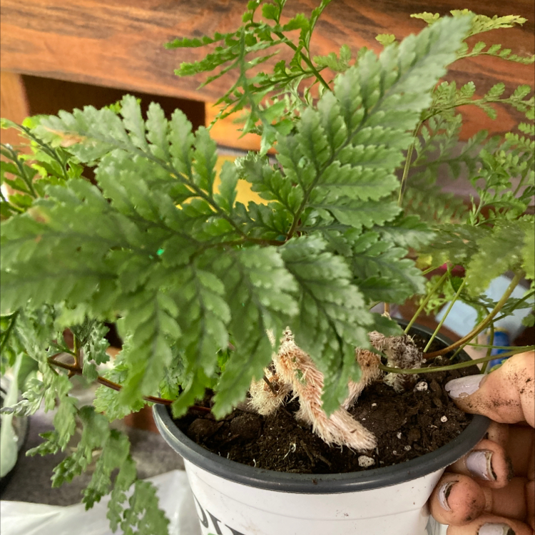 Photo of the plant species Rabbit's Foot Fern by @Shelbigal named Rabit foot fern on Greg, the plant care app