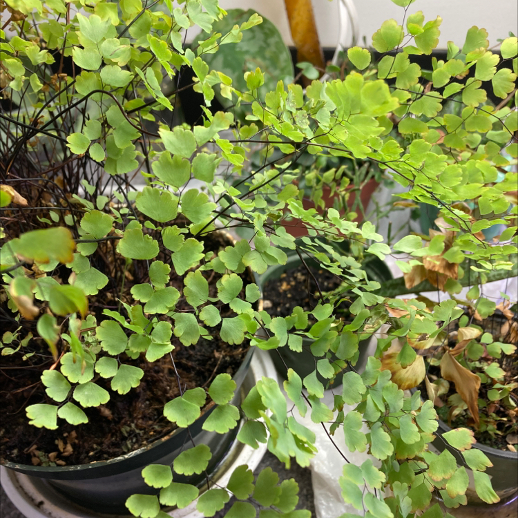 Pacific Maidenhair Fern with green, yellowing, and browning leaves in a pot.