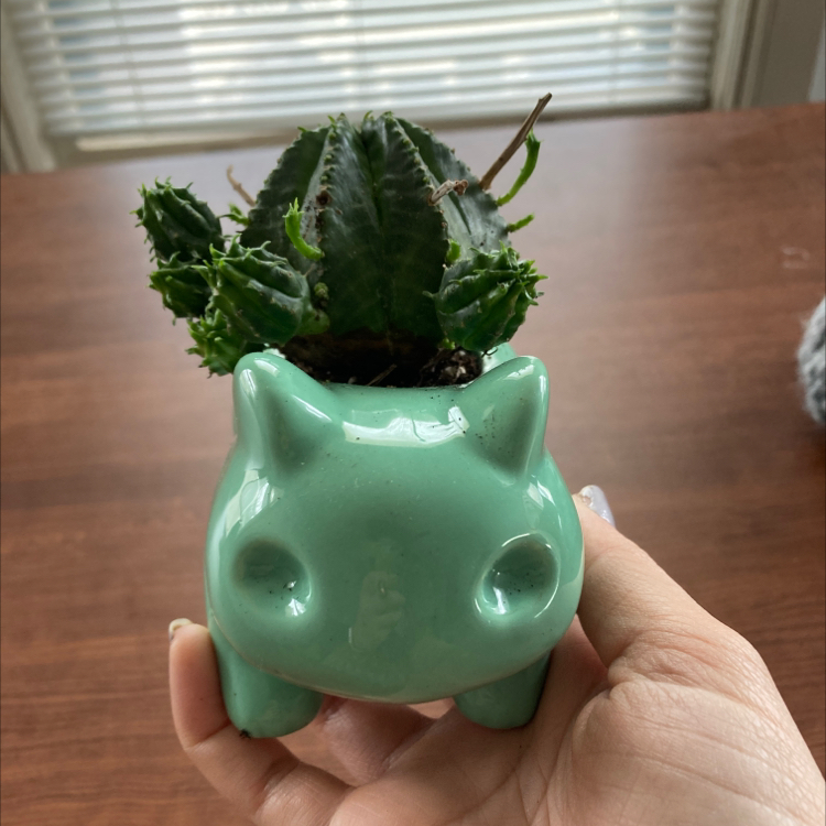 A healthy Huernia schneideriana cactus in a cute teal animal pot being held in someone's hands.