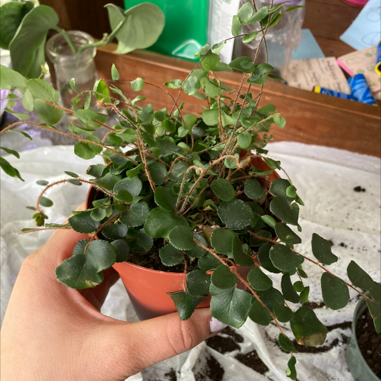 Healthy potted Creeping Fig plant with lush green heart-shaped leaves held in hands against a blurry background.