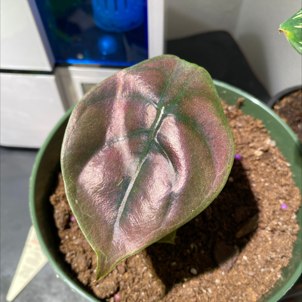 Alocasia ‘Red Secret’ plant in a pot with visible soil and a healthy, glossy leaf.