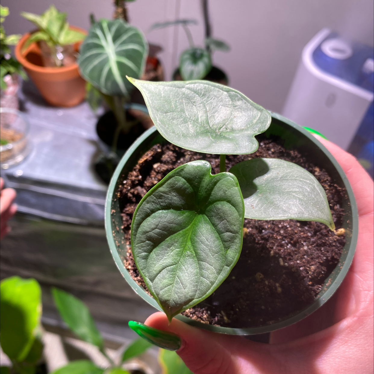 Potted Silver Dragon plant with healthy green leaves, visible soil, and a hand holding the pot.